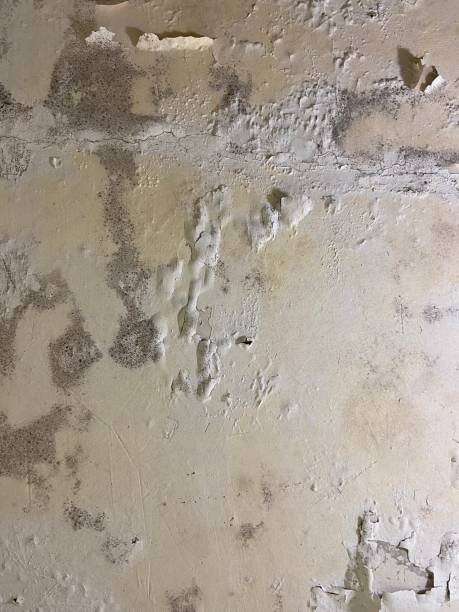 Best Residential Mold Remediation in Clarkesville, GA
